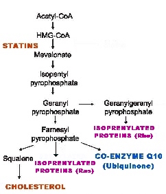 how statins work